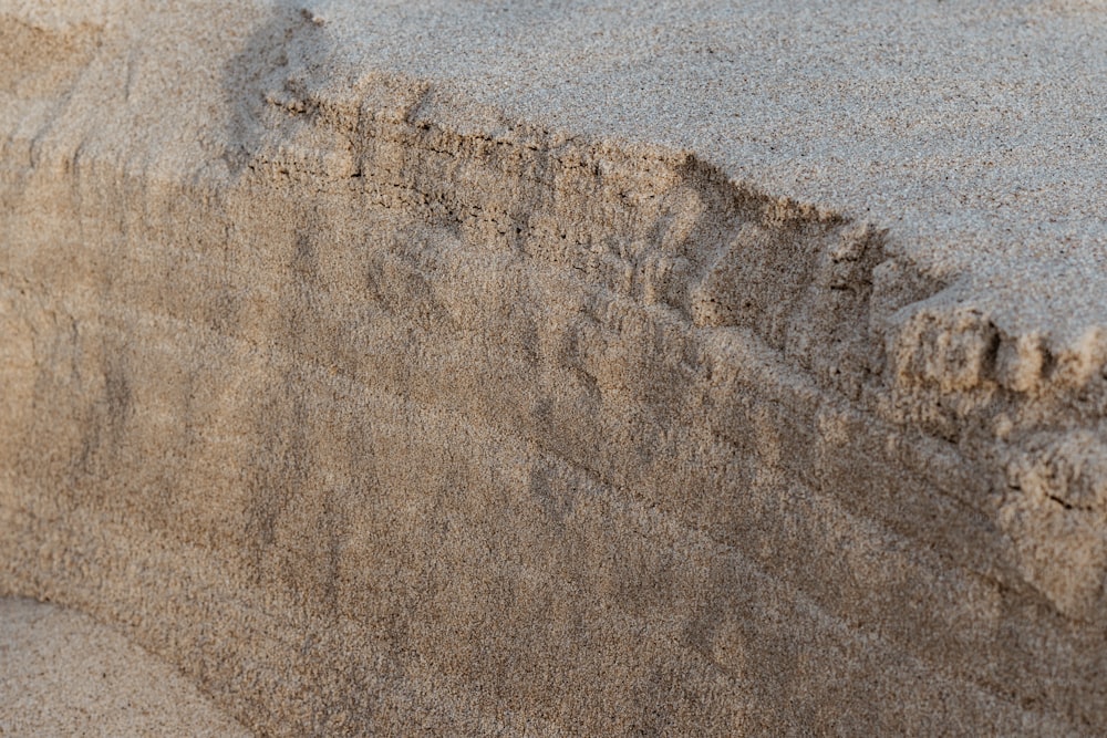 un uccello è in piedi sulla sabbia di una spiaggia
