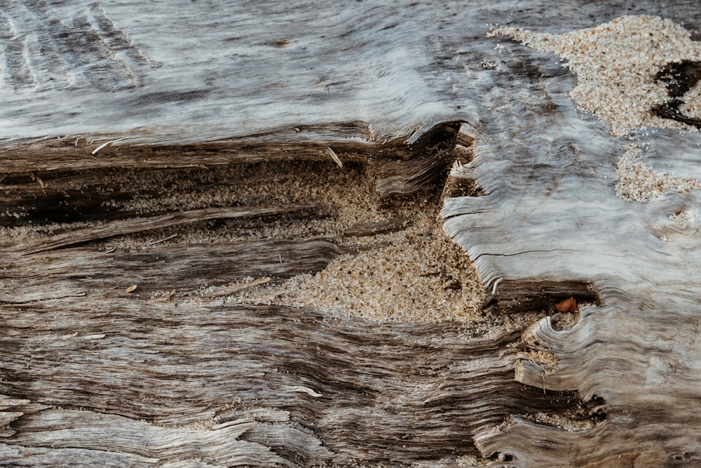 a close up of a tree trunk with a bird in the background