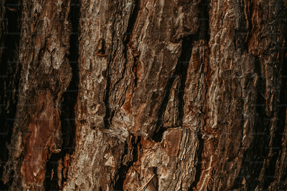 a close up of the bark of a tree