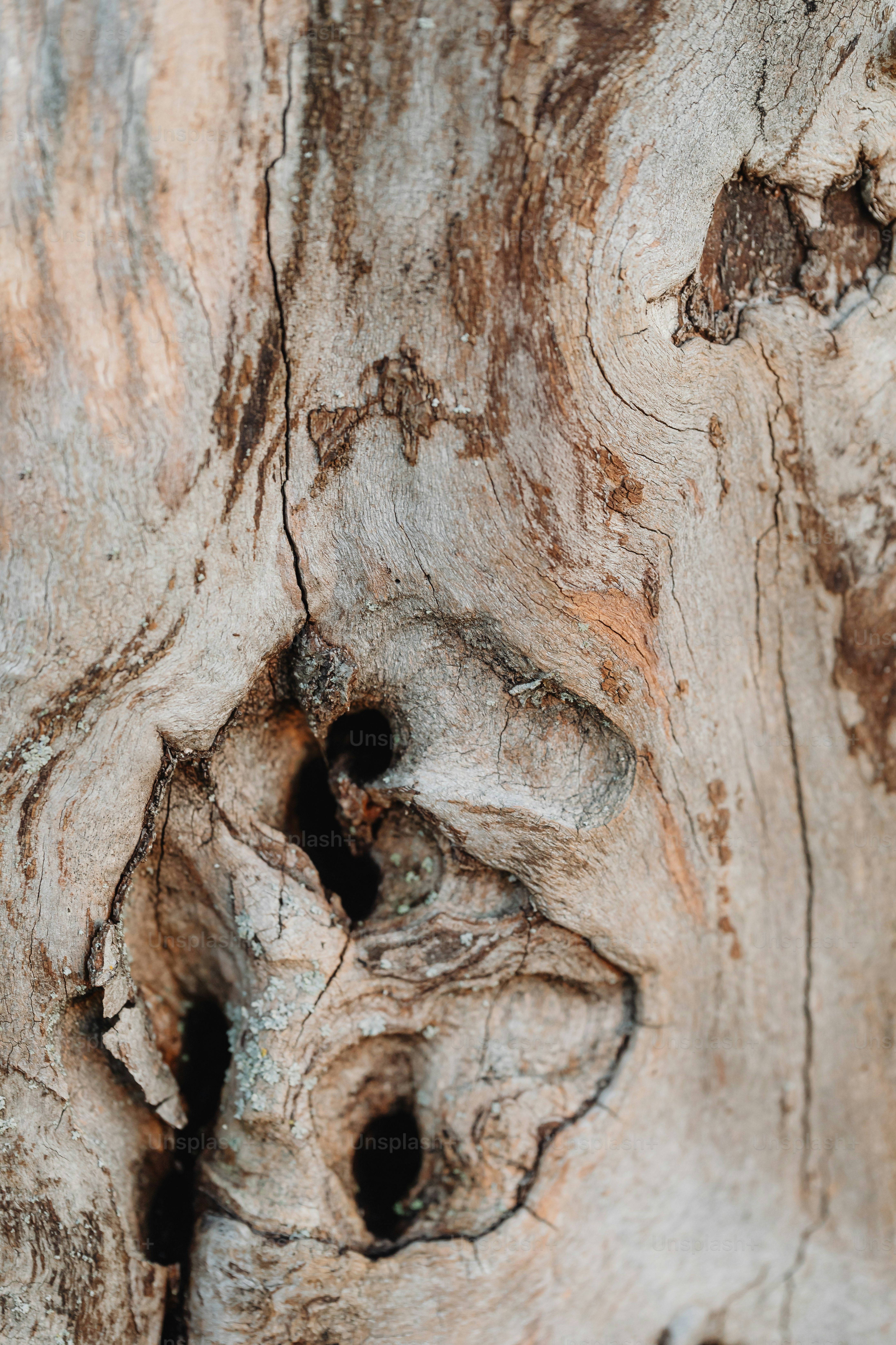Un primer plano de un tronco de árbol con agujeros
