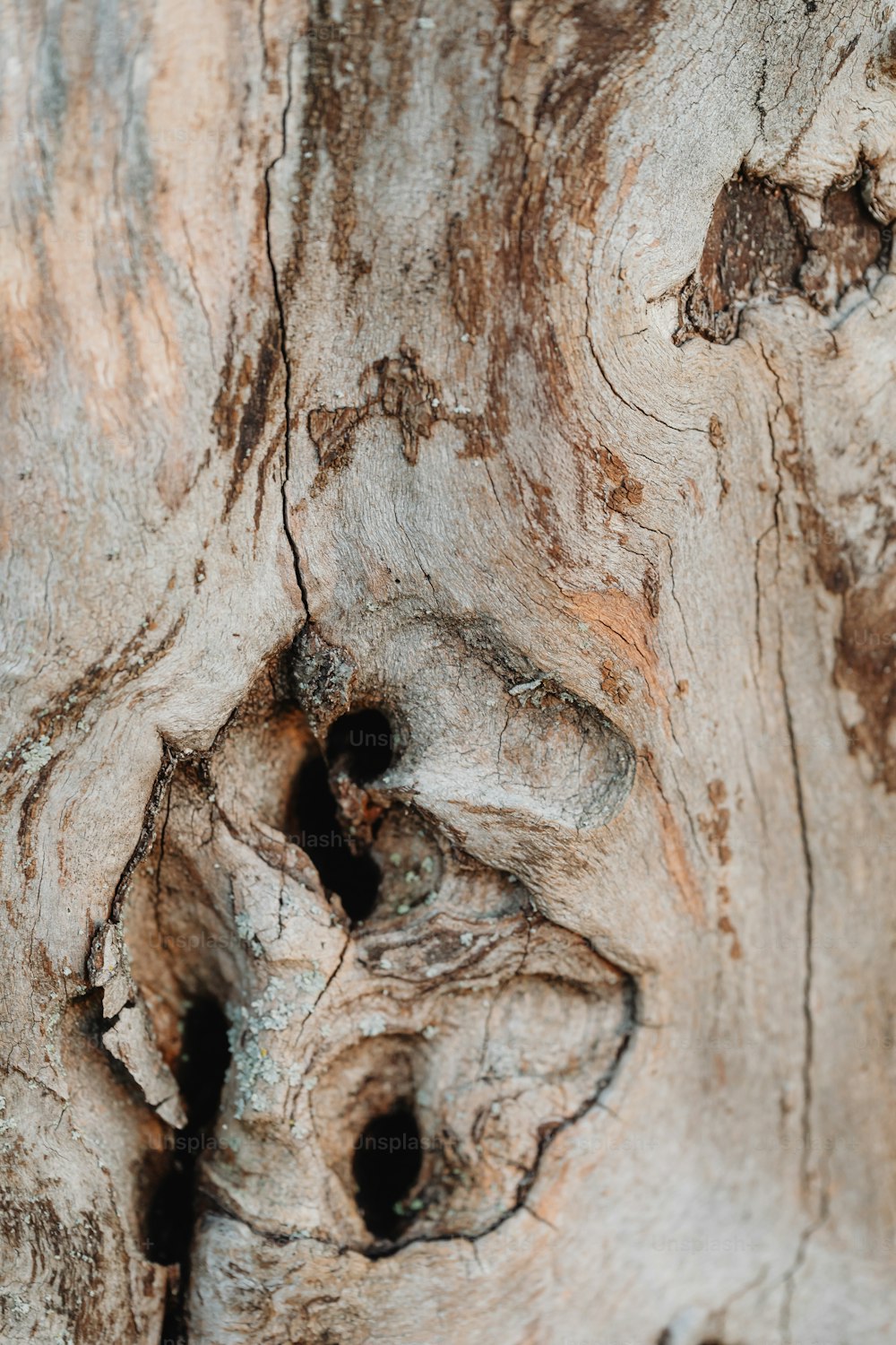 a close up of a tree trunk with holes in it