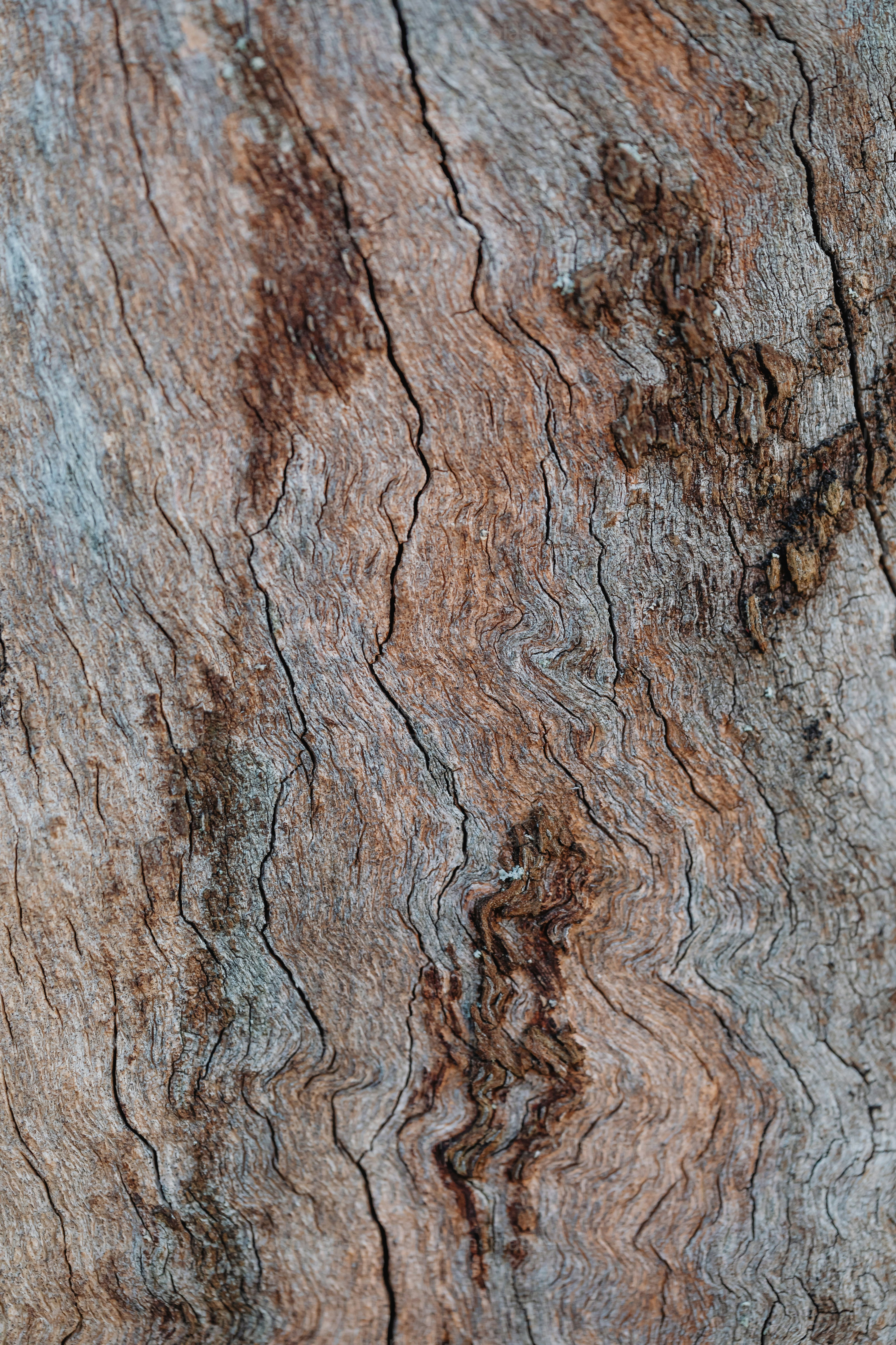 A close up of a tree bark texture photo – Texture Image on Unsplash