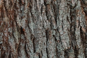 Eine Nahaufnahme der Rinde eines Baumes