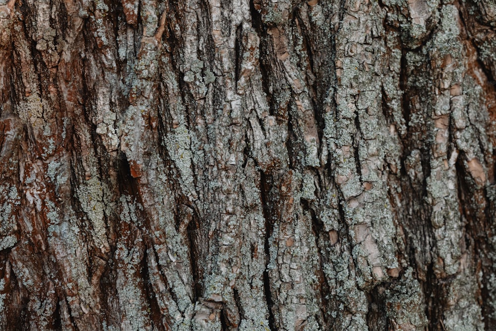 a close up of the bark of a tree