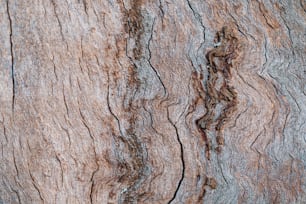 a close up of the bark of a tree