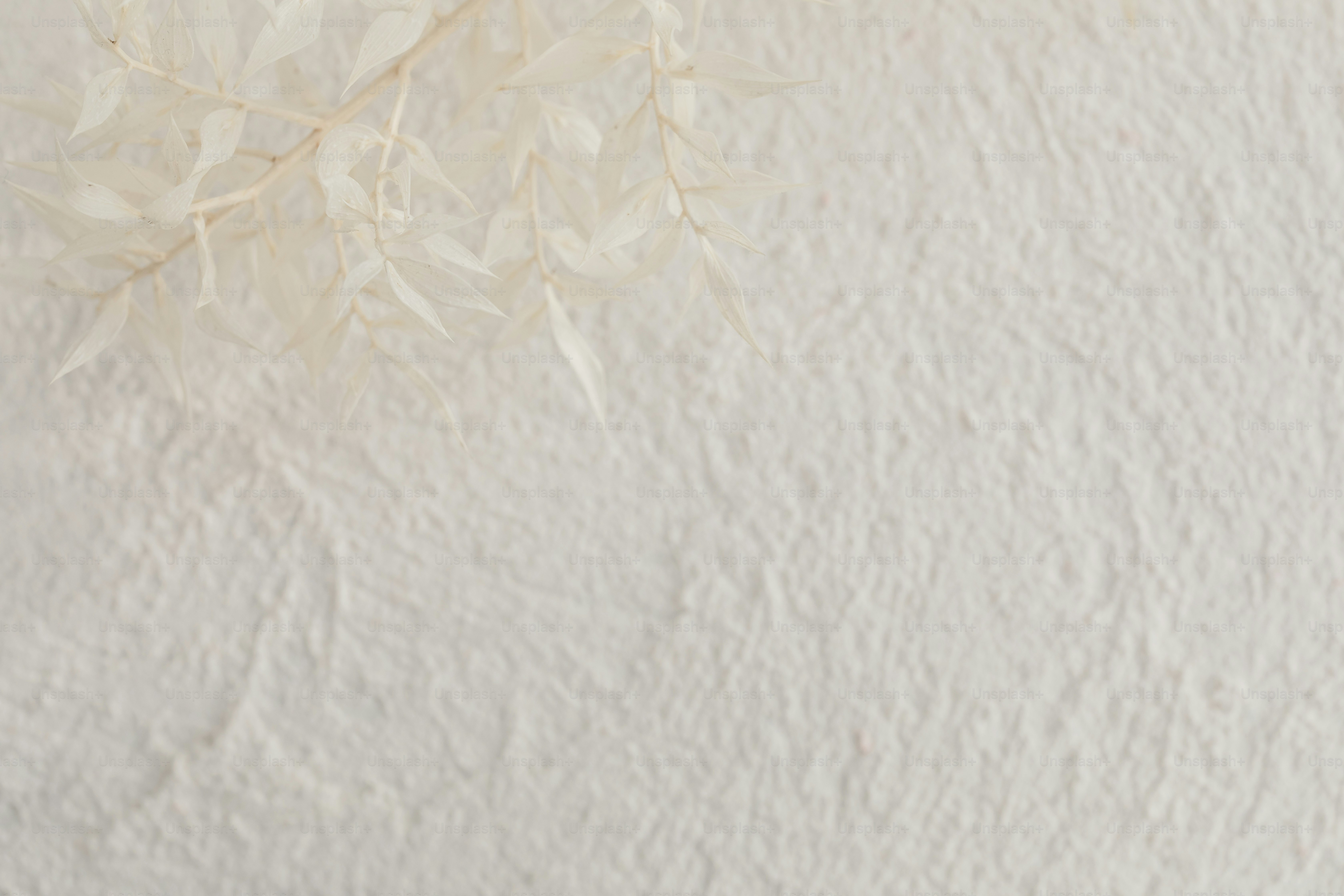 a white wall with a plant hanging from it