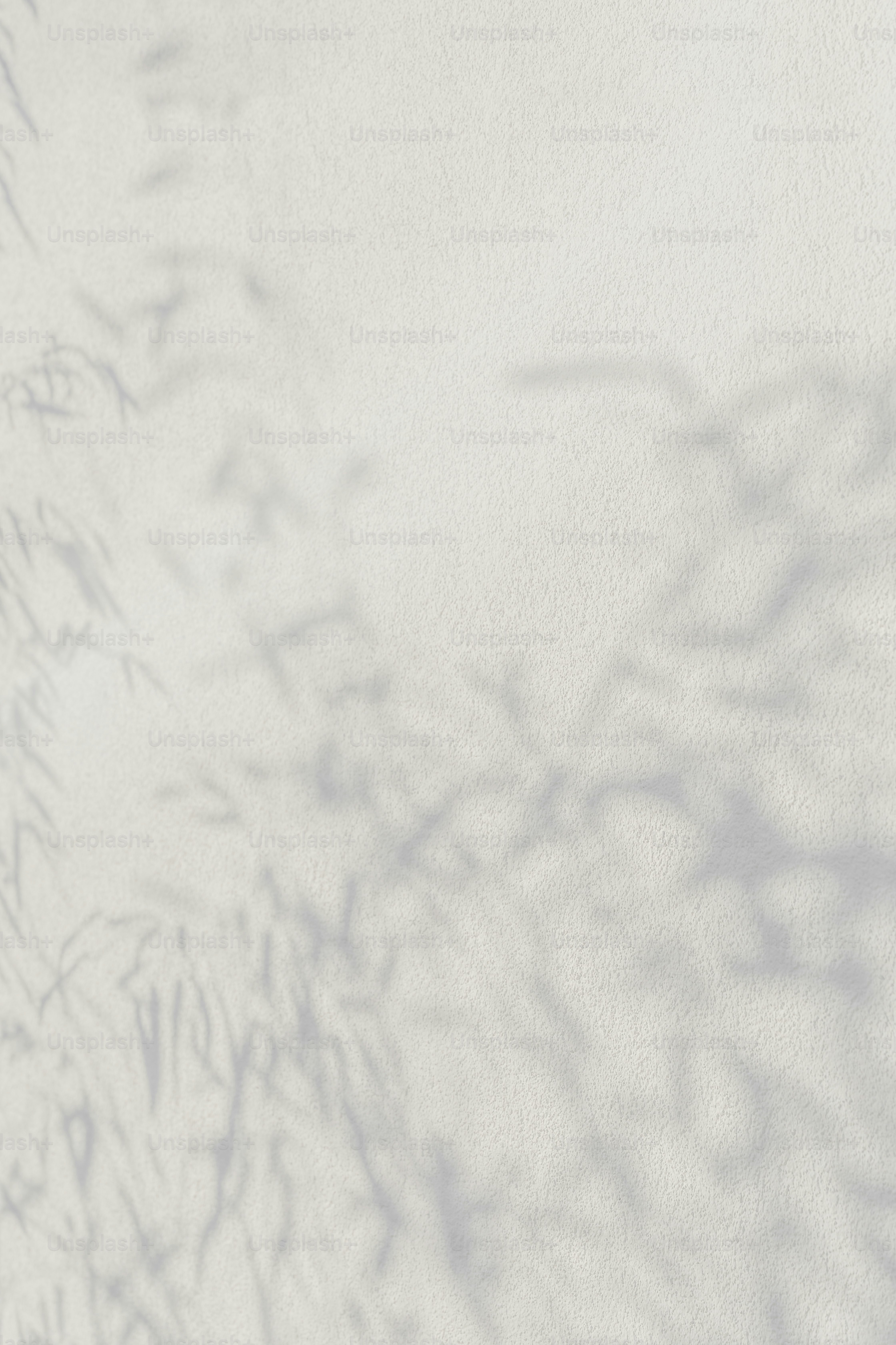 a white wall with a shadow of a plant on it