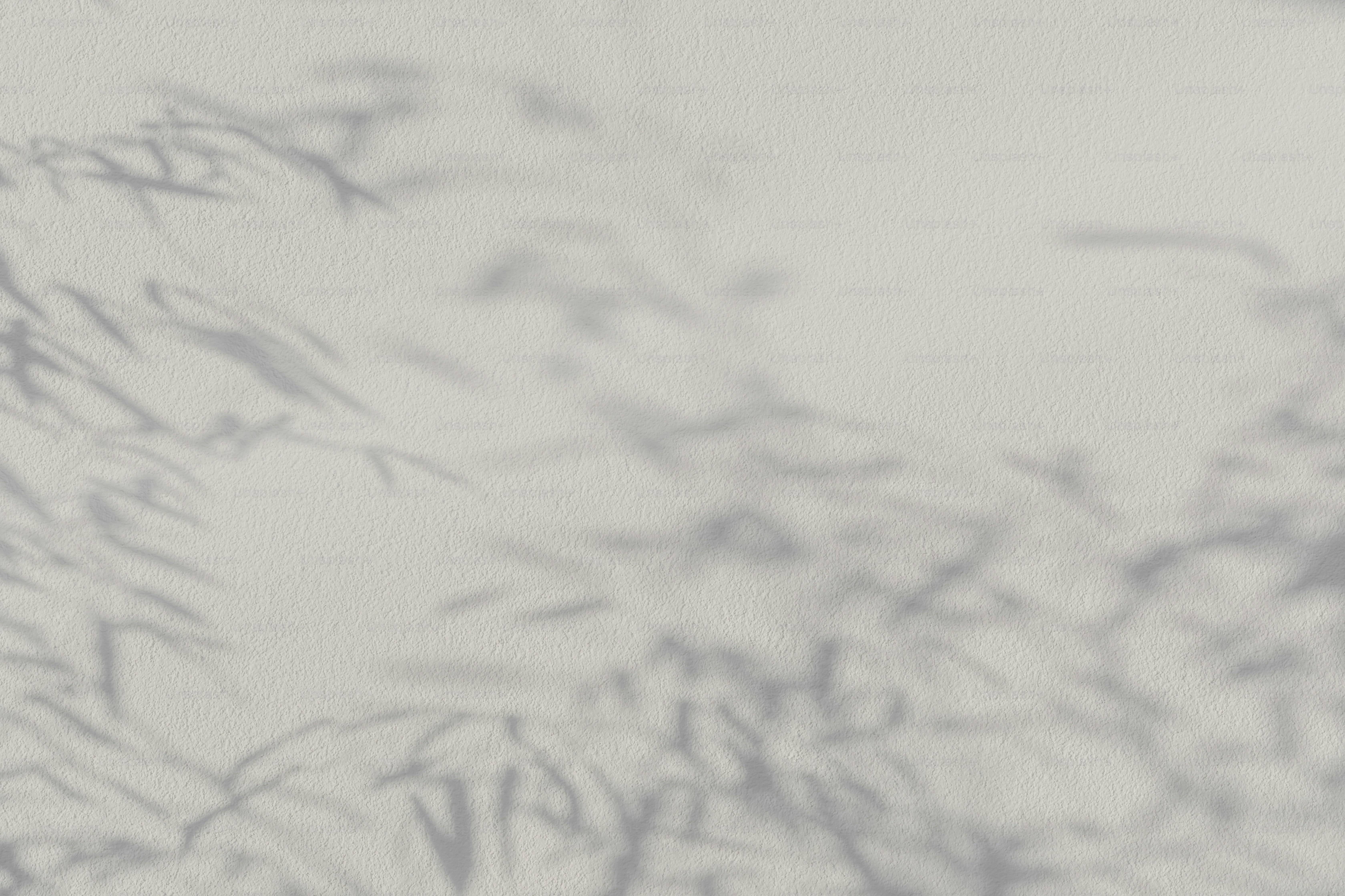 a black and white photo of a plant