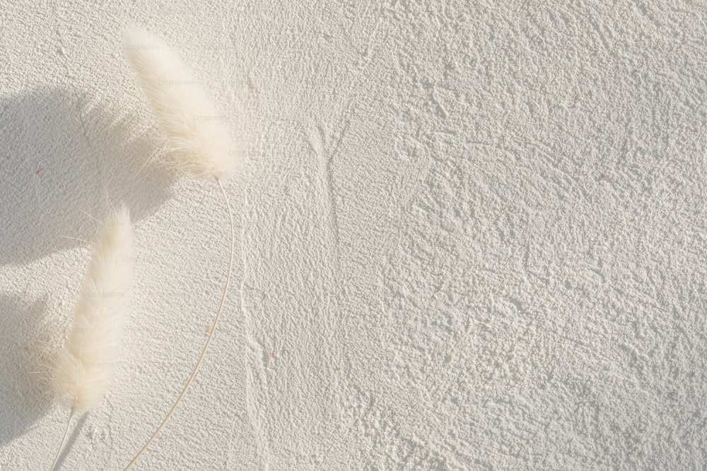 a feather is laying on a white surface
