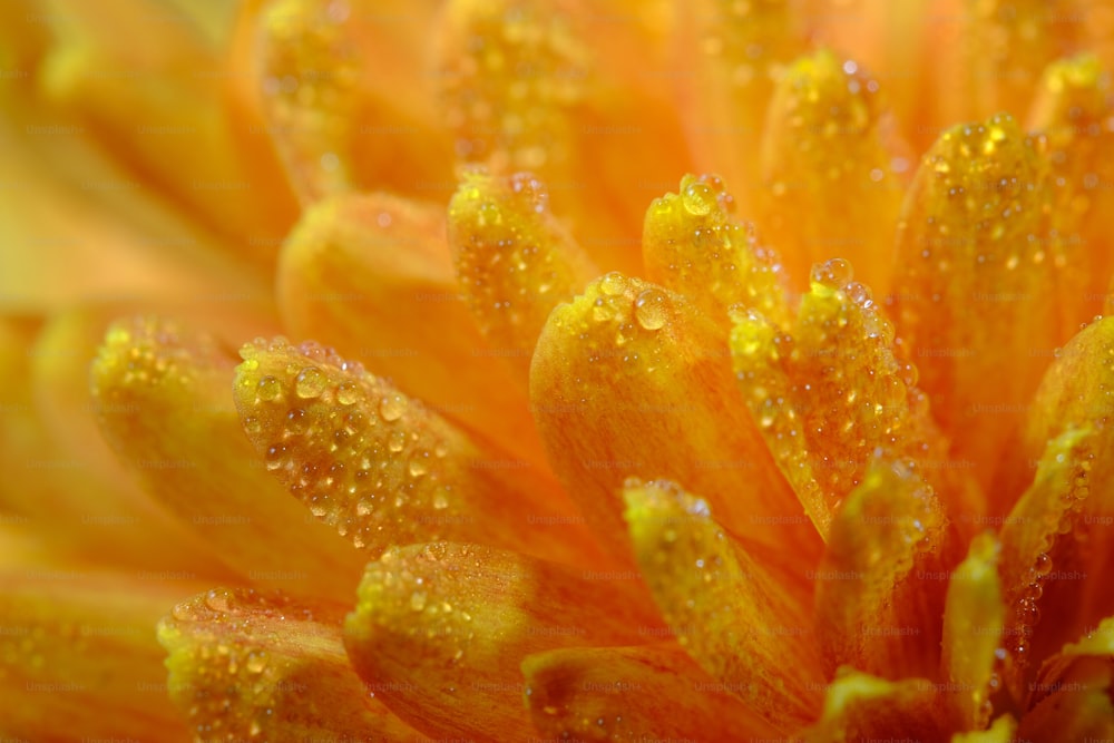 a close up of a yellow flower with drops of water on it