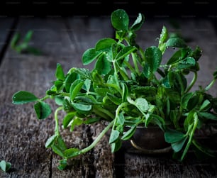 a bunch of green leaves sitting on top of a wooden table