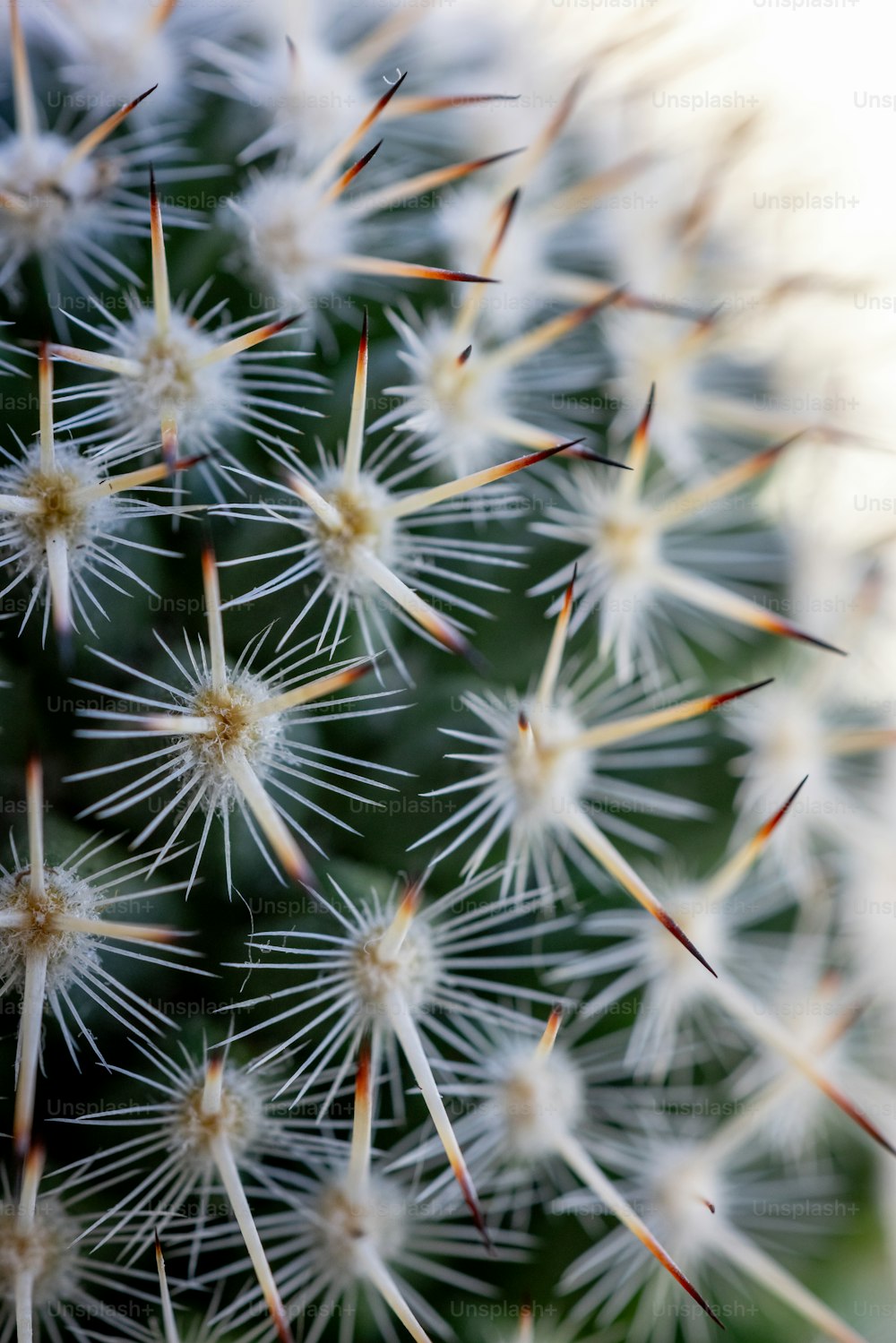 a close up of a cactus plant with lots of spikes