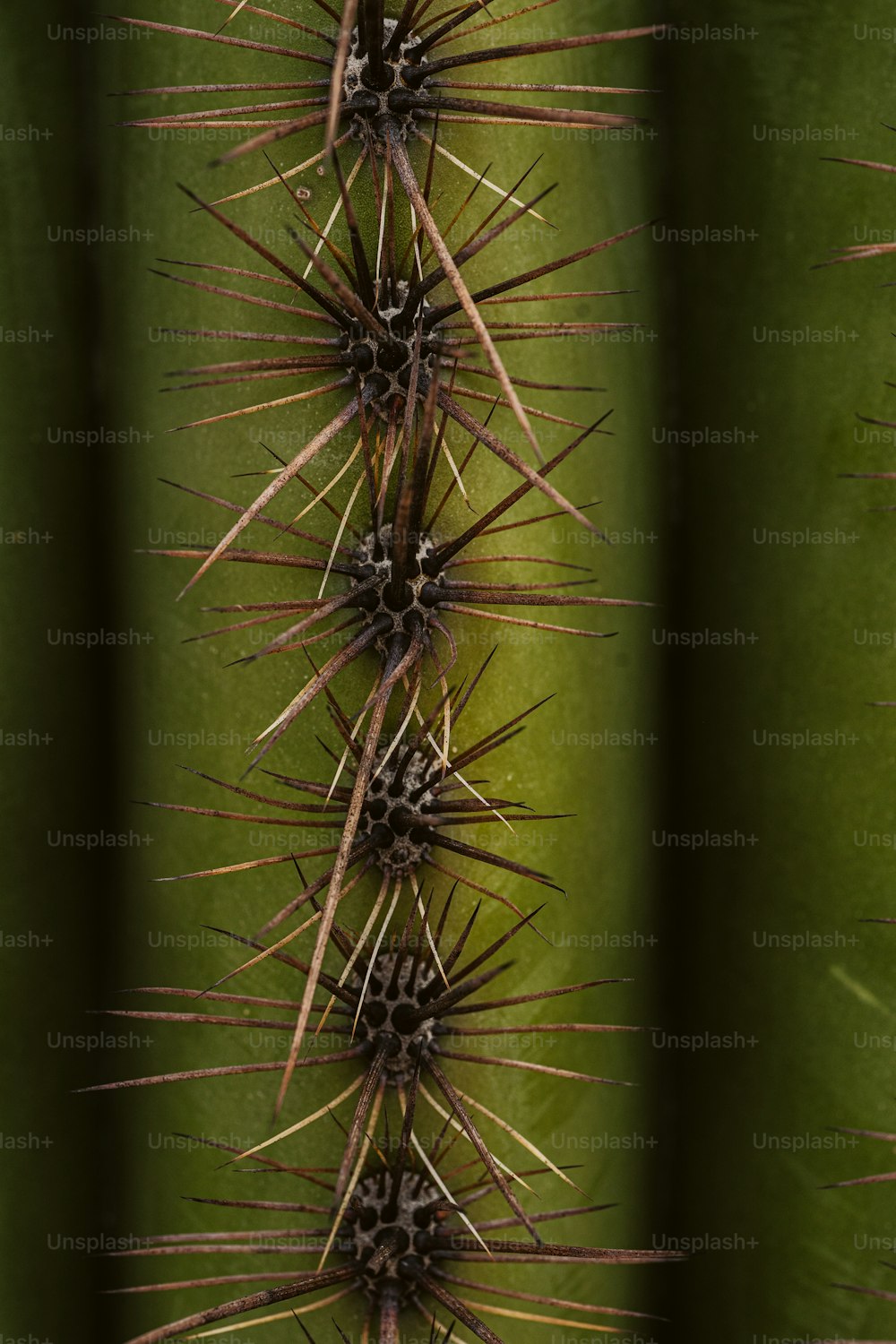 a close up of a green cactus with spikes