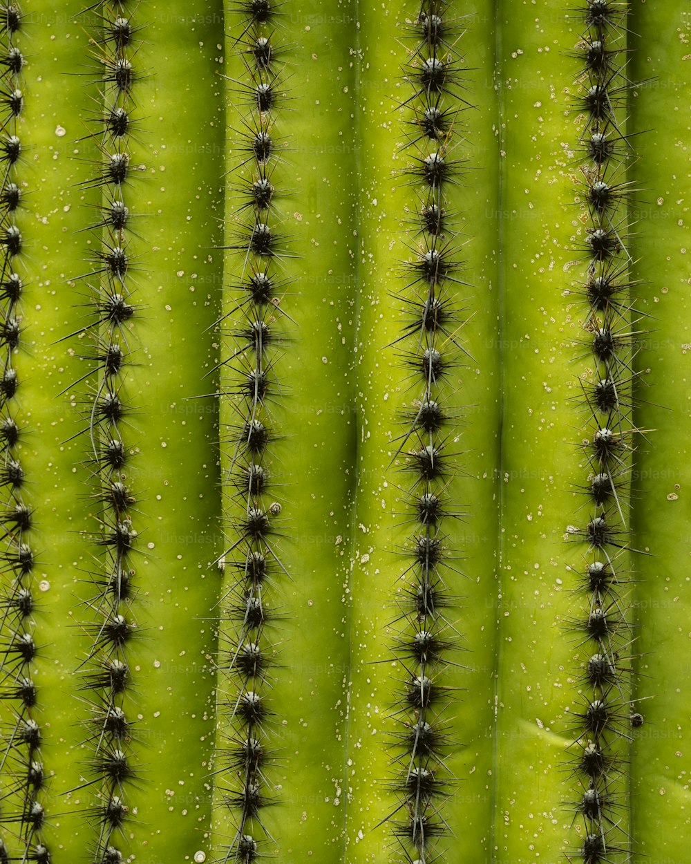 a close up view of a green cactus