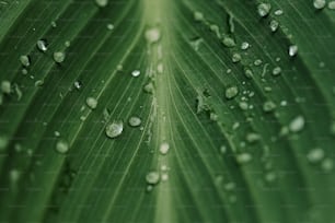 a close up of a green leaf with drops of water on it