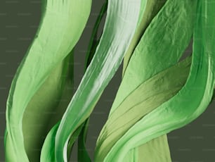 a close up of a green and white plant