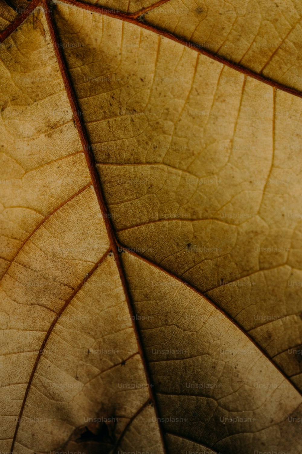 나뭇잎 표면의 클로즈업 모습