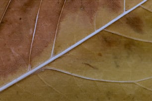 a close up of a leaf with brown spots