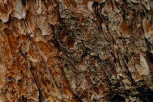 a close up of the bark of a tree