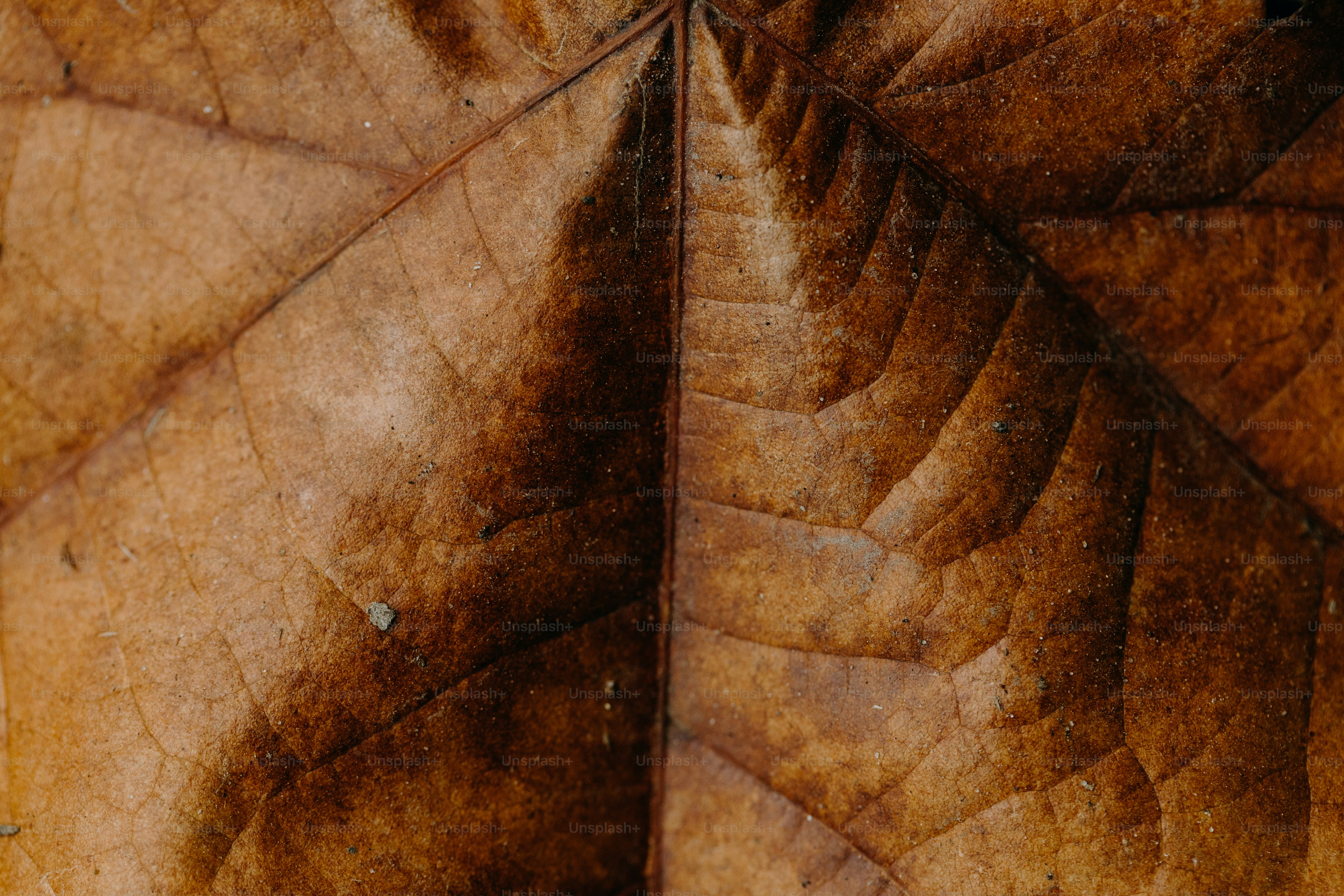 A close up view of a leaf's surface photo – Texture Image on Unsplash