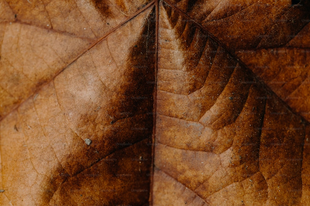 나뭇잎 표면의 클로즈업 모습