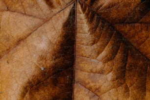 葉の表面のクローズアップ