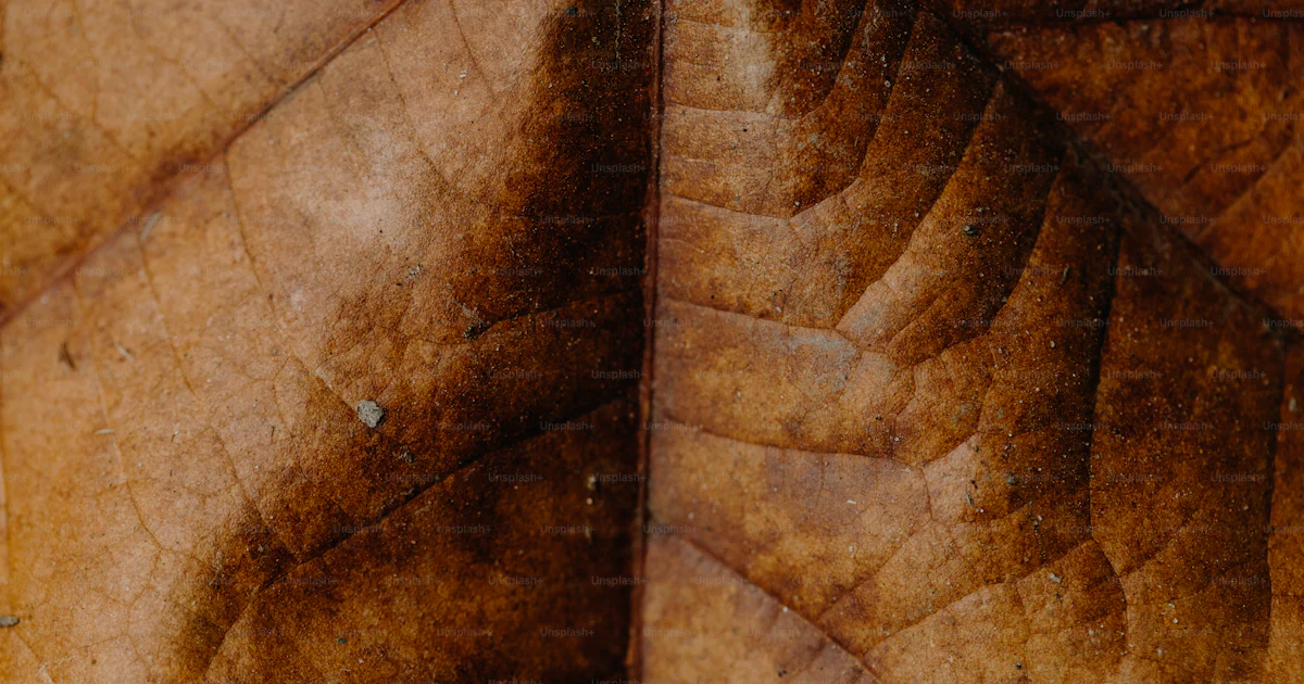 A close up view of a leaf's surface photo – Texture Image on Unsplash