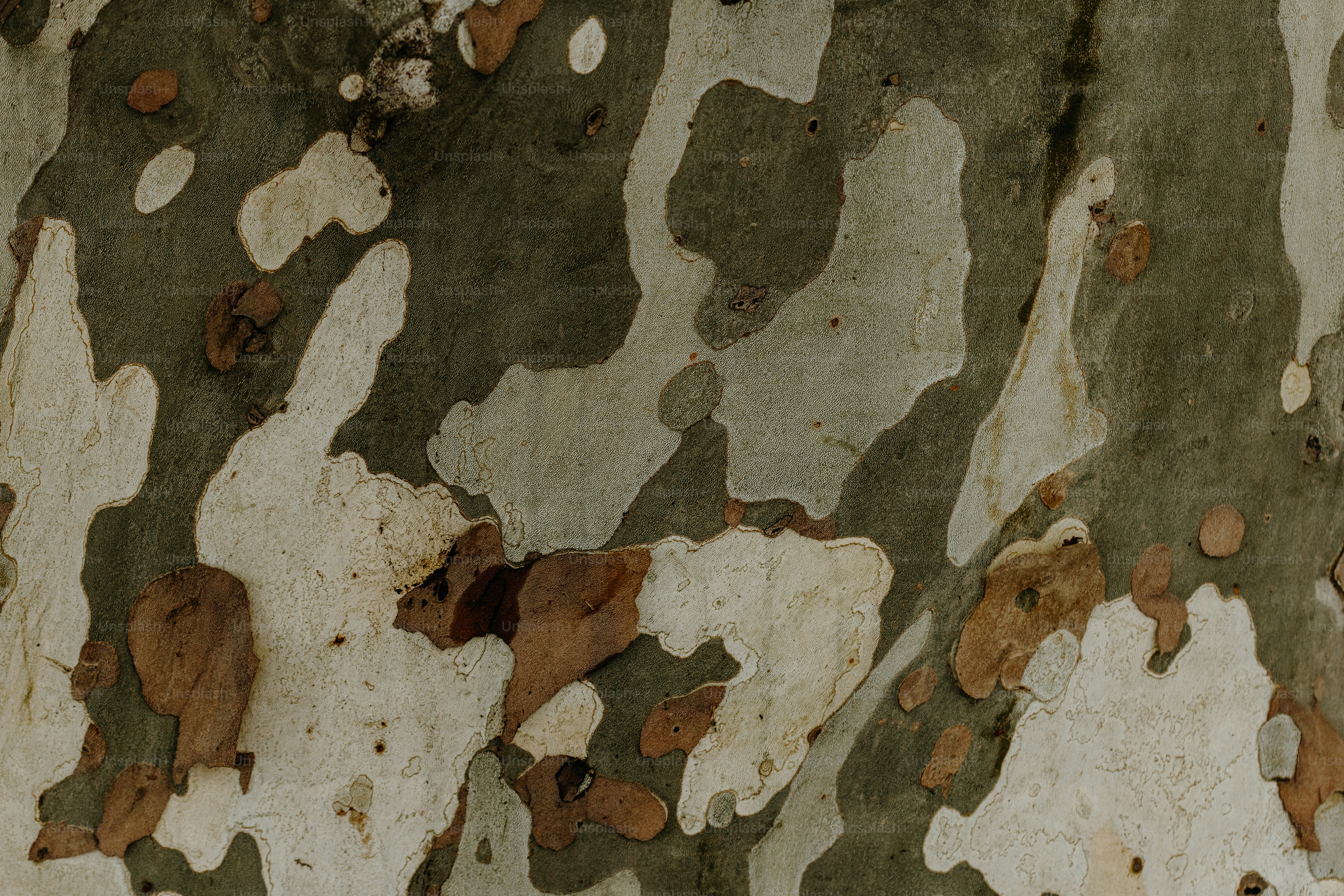 a close up of the bark of a tree