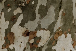 a close up of the bark of a tree