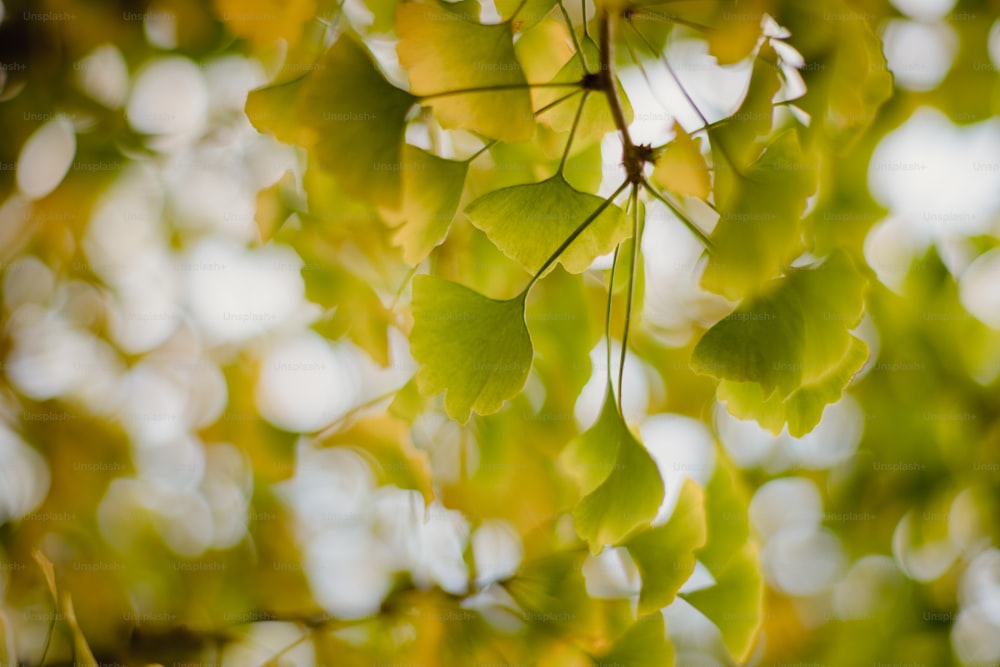 um close up de um galho de árvore com folhas