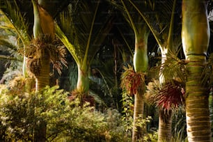 un groupe de palmiers dans une forêt