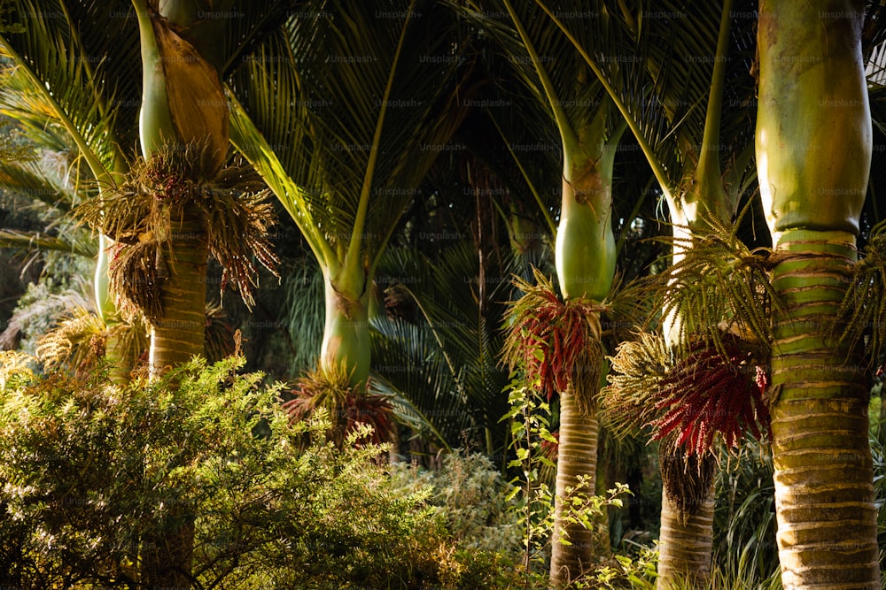 a group of palm trees in a forest