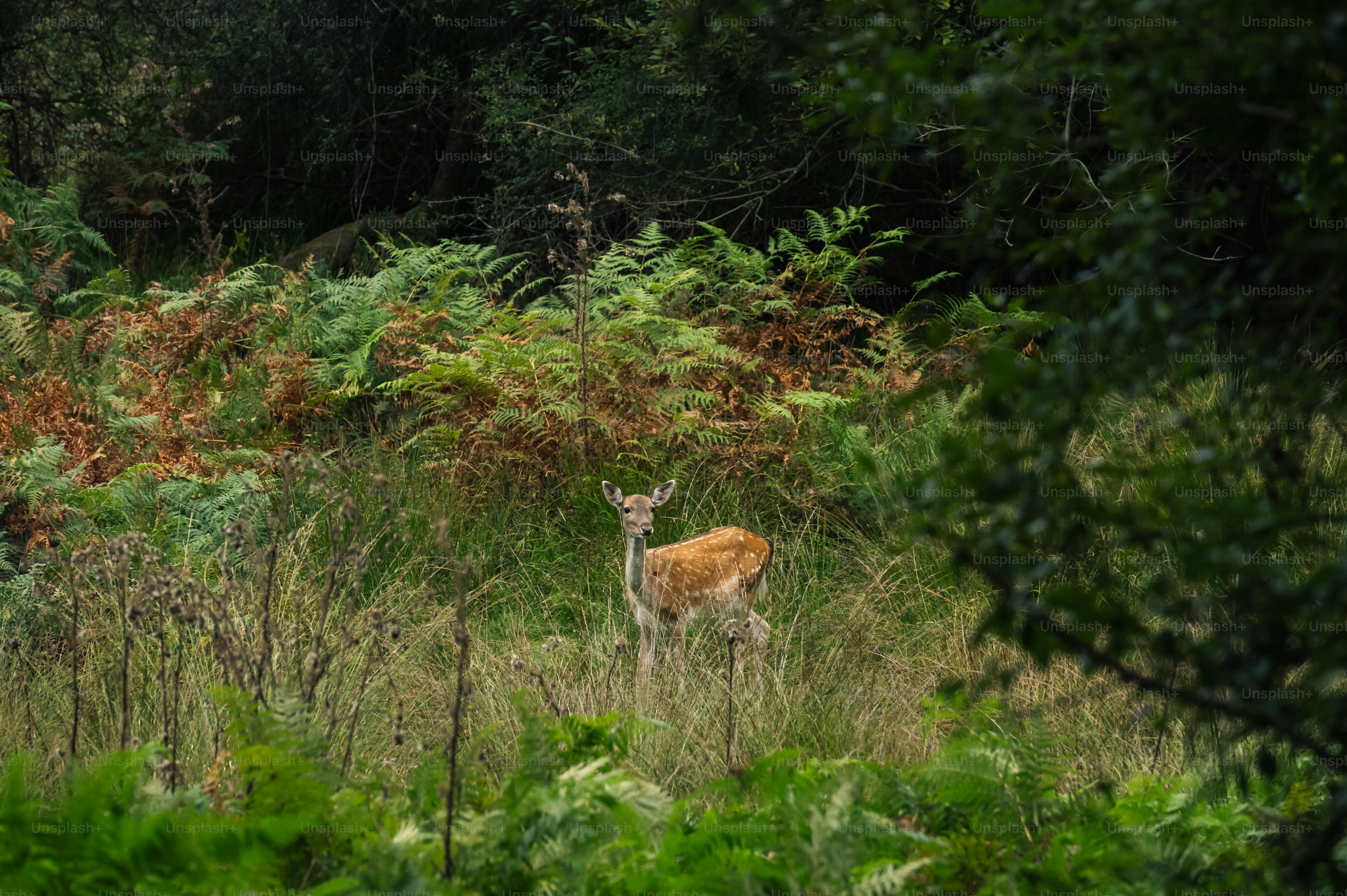 a deer standing in the middle of a forest