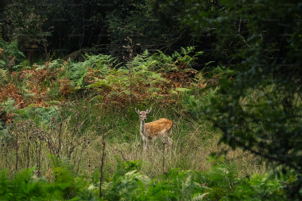 um cervo em pé no meio de uma floresta