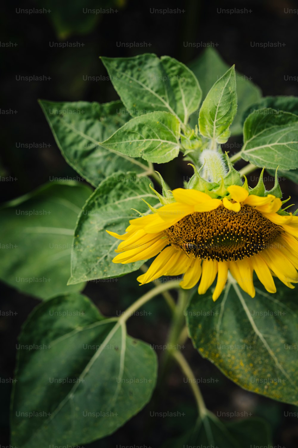 a sunflower with green leaves and a bug on it