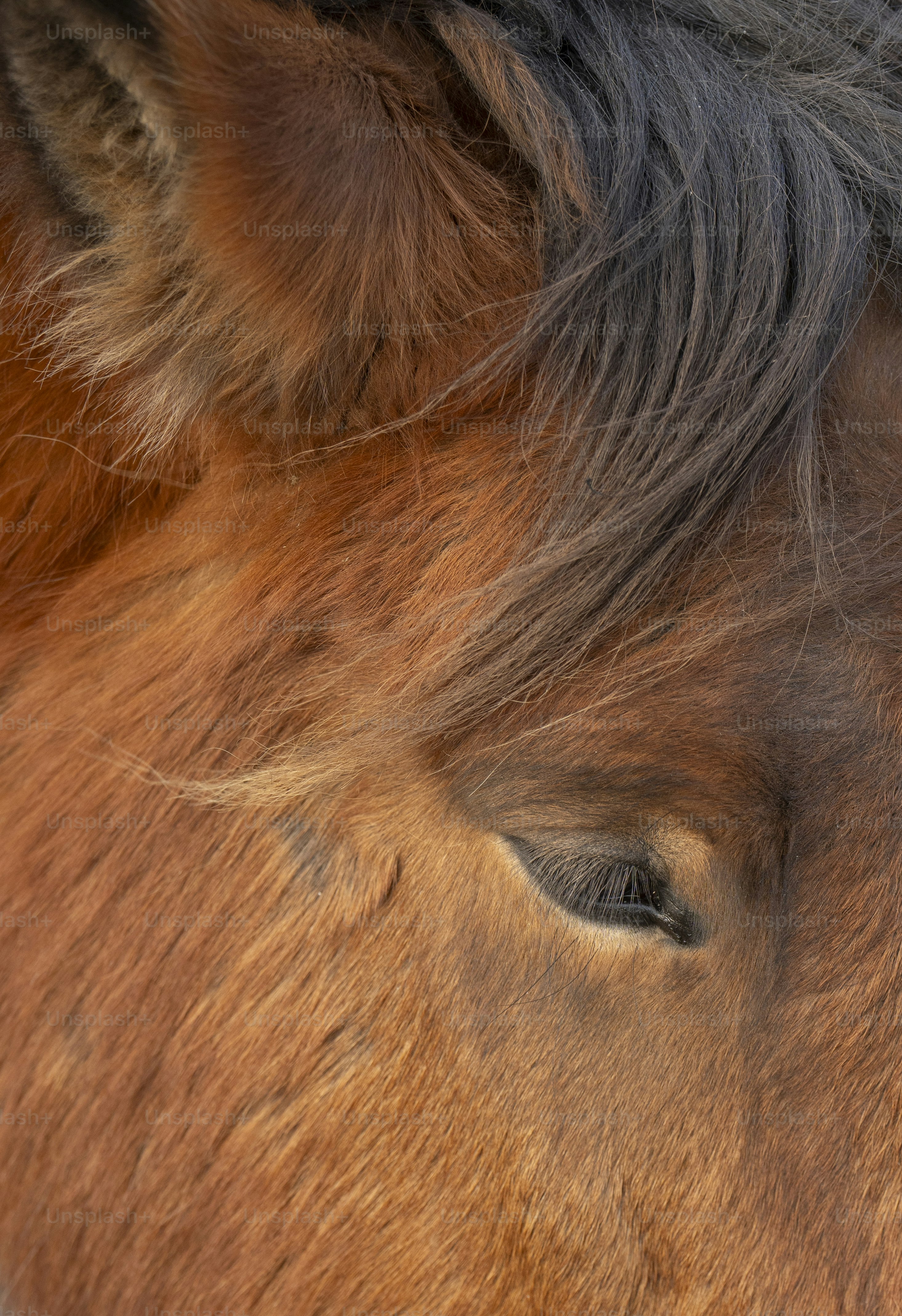 a close up of a brown horse's face