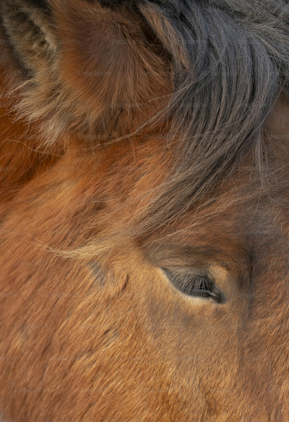 um close up do rosto de um cavalo marrom