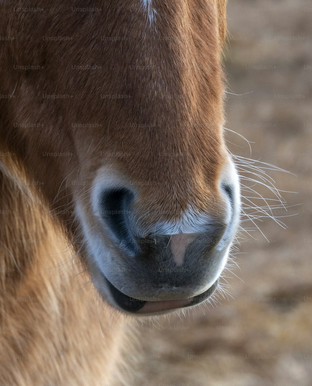 a close up of a horse's face with a blurry background