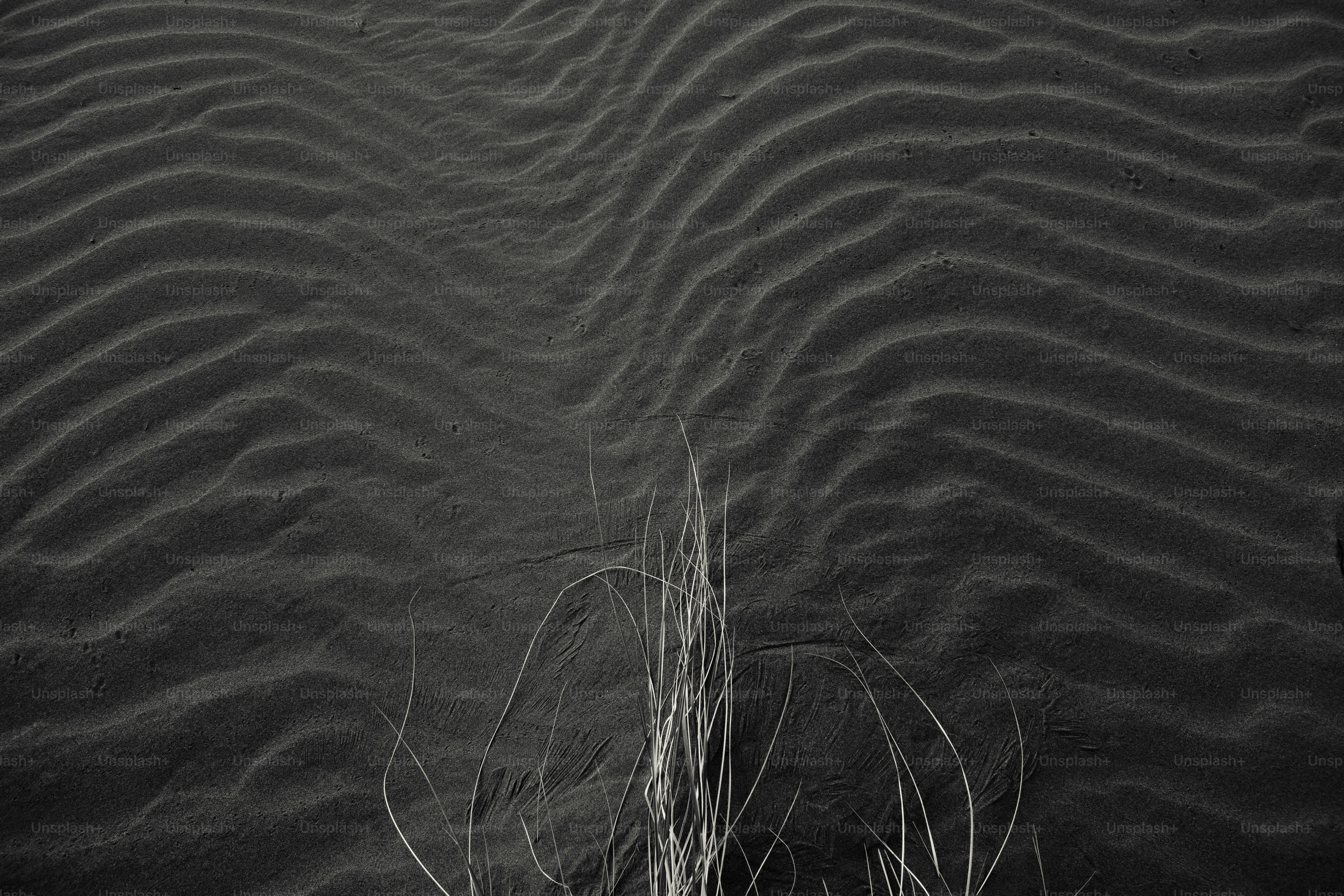 une photo en noir et blanc d’une plante dans le sable