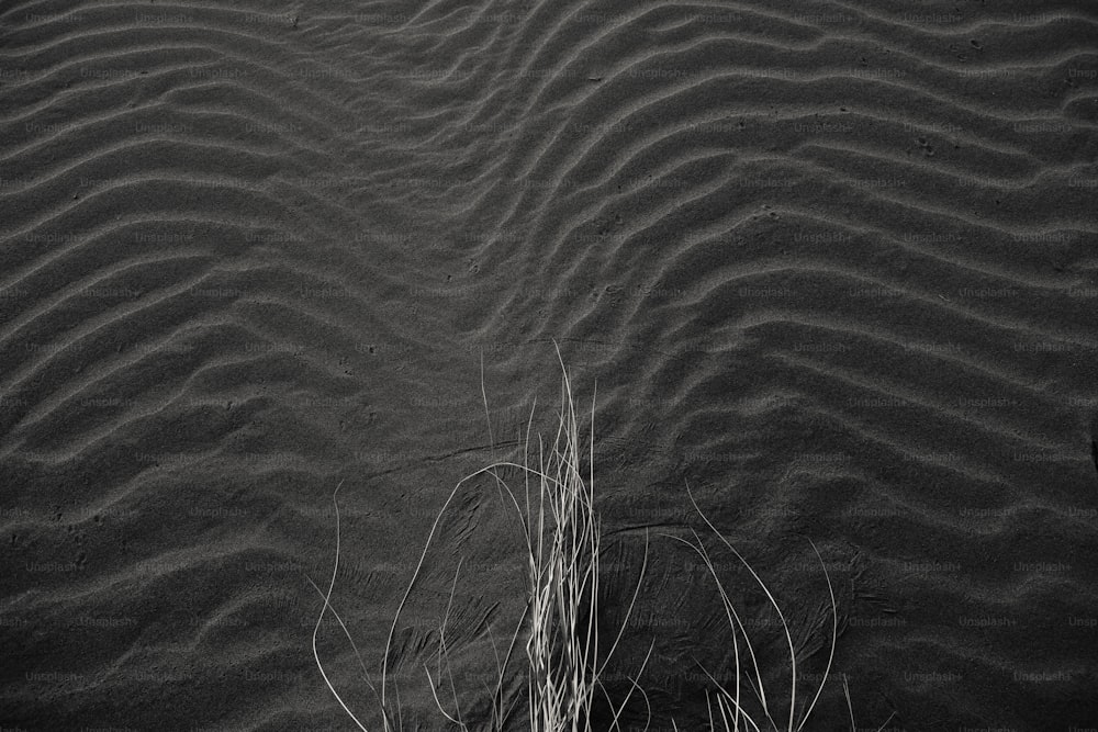 Una foto en blanco y negro de una planta en la arena