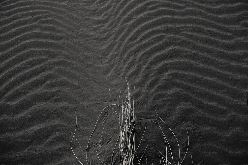 une photo en noir et blanc d’une plante dans le sable