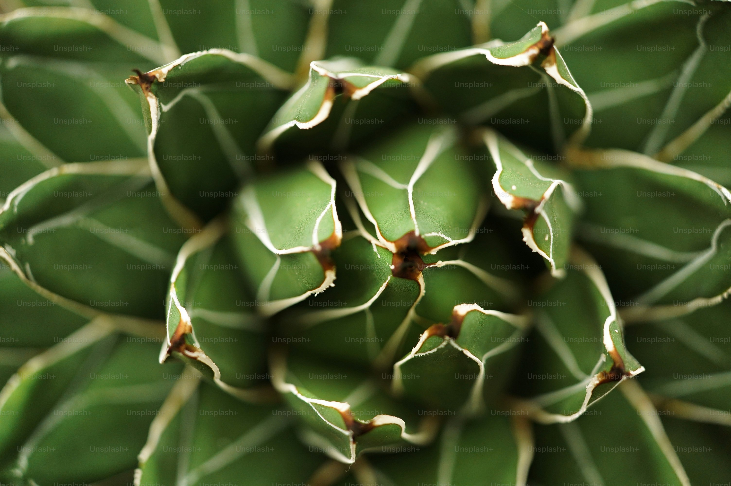 a close up view of a green plant