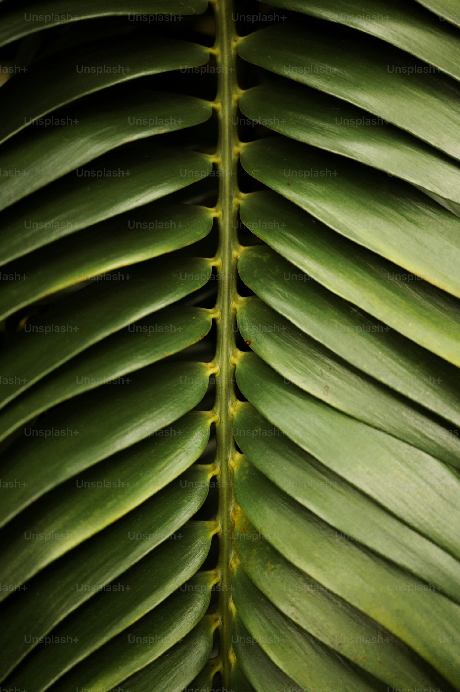 un primo piano di una grande foglia verde