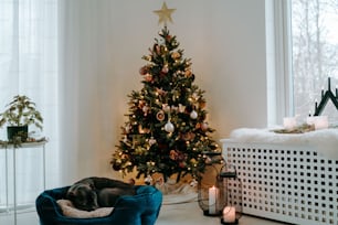 ein Hund, der in einem Hundebett neben einem Weihnachtsbaum schläft