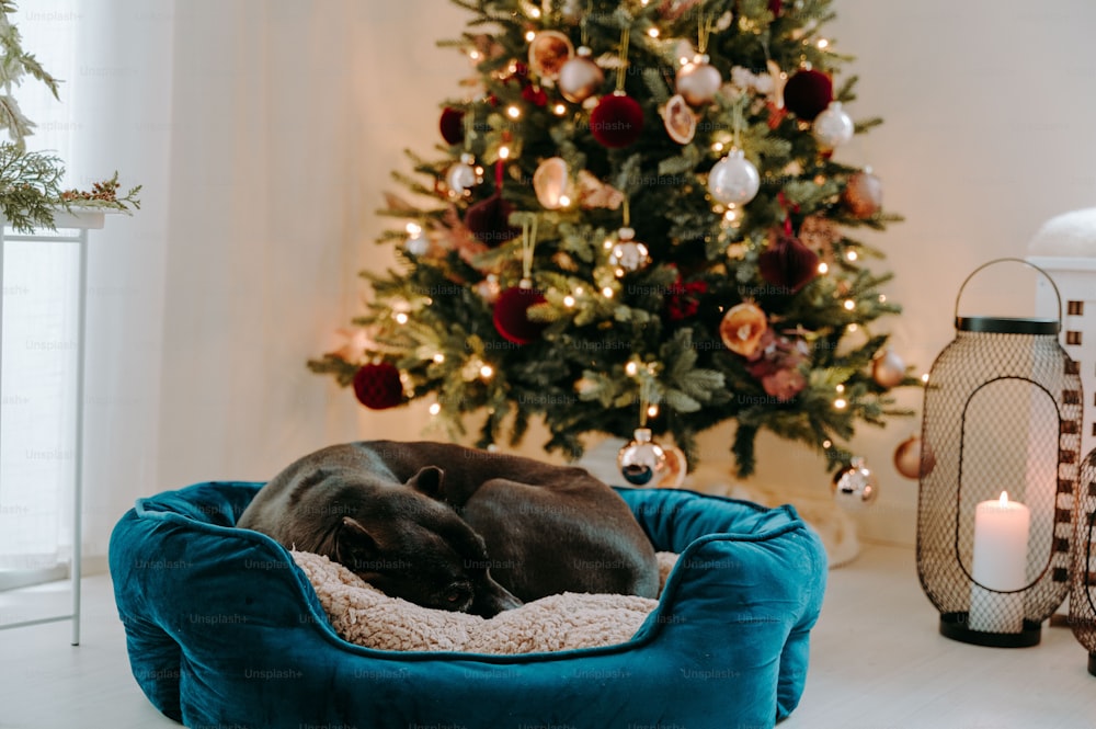 a dog sleeping in a dog bed next to a christmas tree
