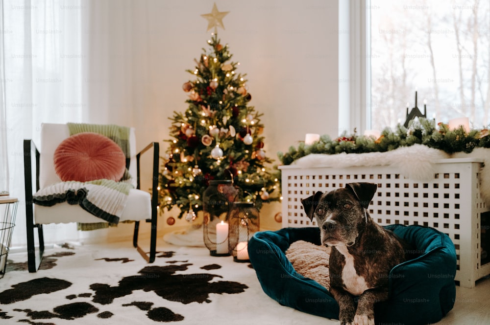 크리스마스 트리 앞 개 침대에 앉아있는 개