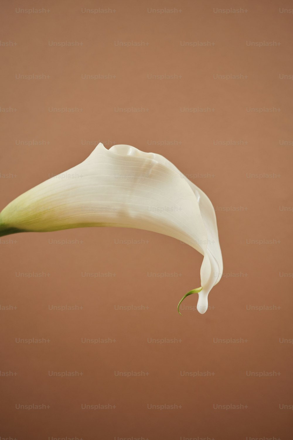 una flor blanca con un fondo marrón