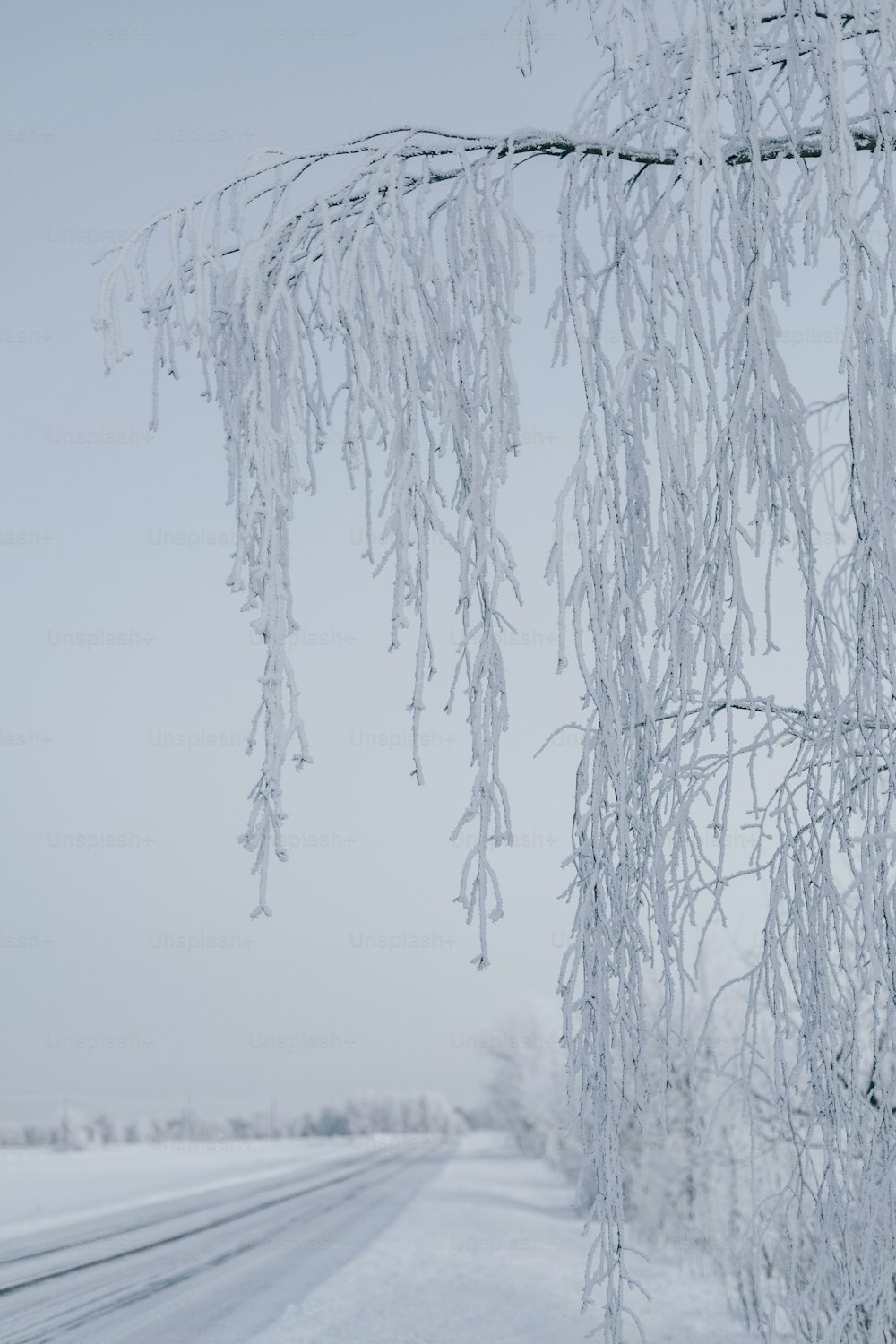 a road covered in snow next to a tree