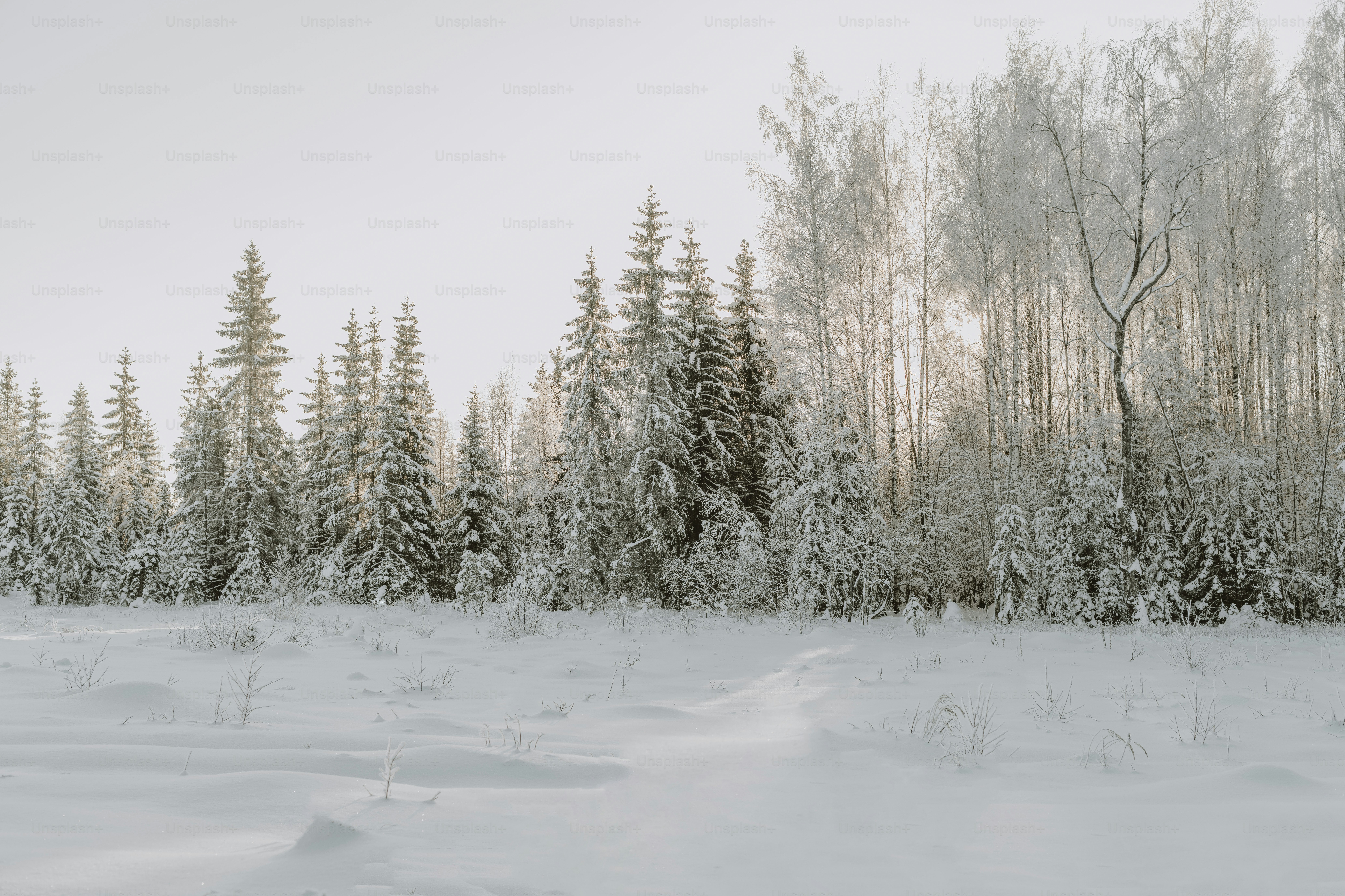 a snow covered field with trees in the background