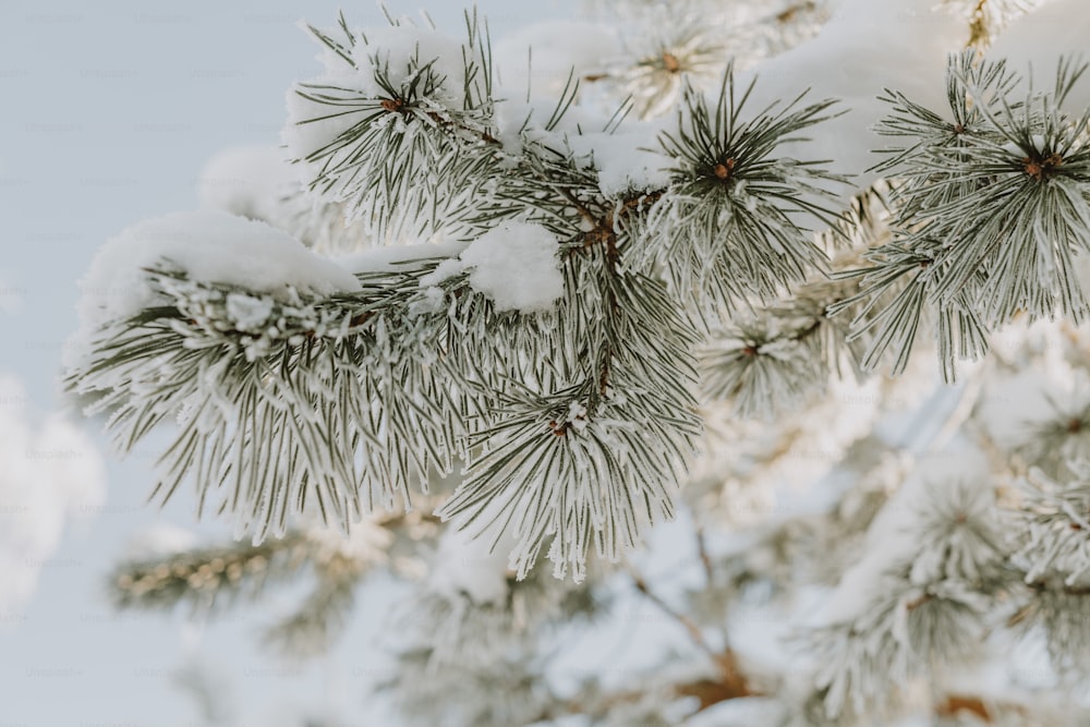 os galhos de um pinheiro estão cobertos de neve